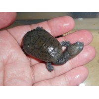 ジーベンロックナガクビガメ（S）