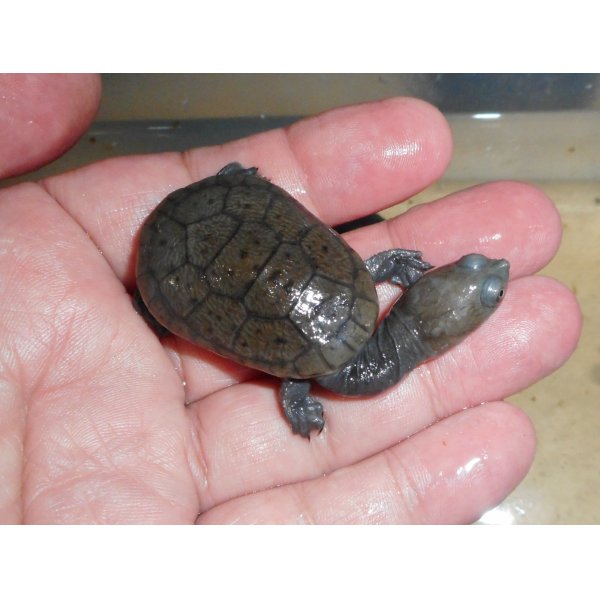 画像1: ジーベンロックナガクビガメ（S）