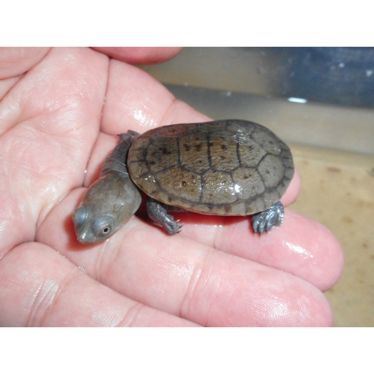 画像3: ジーベンロックナガクビガメ（S）