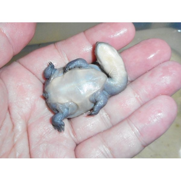 画像4: ジーベンロックナガクビガメ（S）