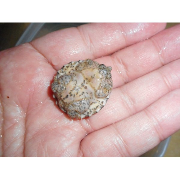 画像2: カブトニオイガメ