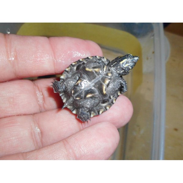 画像2: ミシシッピニオイガメ（S）