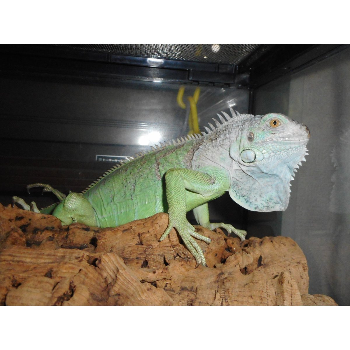 画像2: グリーンイグアナ