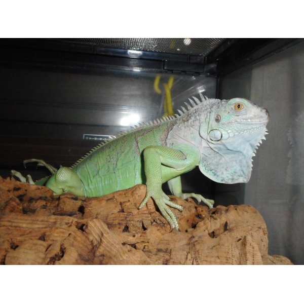 画像2: グリーンイグアナ