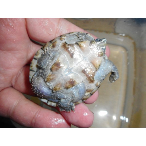 画像4: ミシシッピニオイガメ（オス）