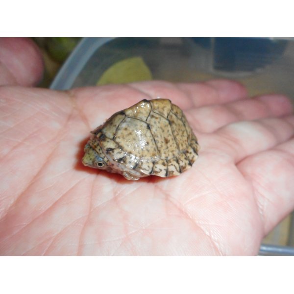 画像1: カブトニオイガメ