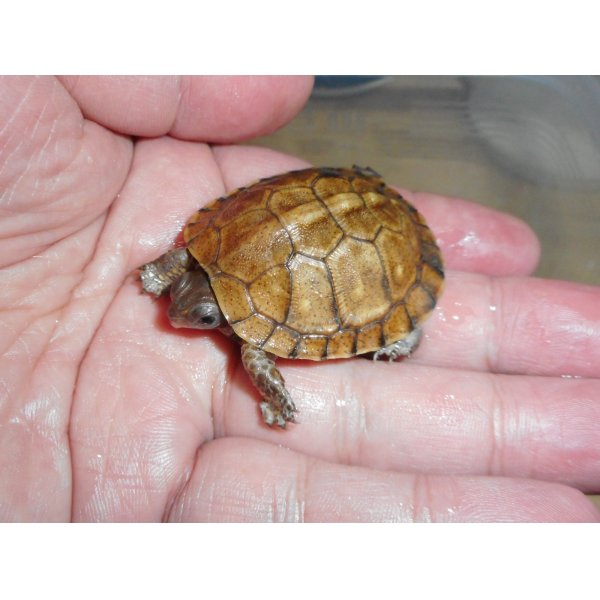 画像4: ガルフコーストハコガメ（S）