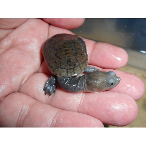 画像2: ジーベンロックナガクビガメ（S）