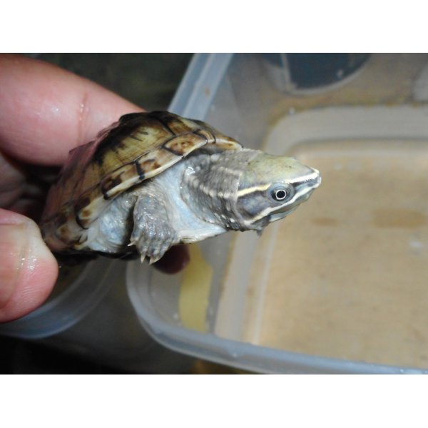 画像3: ミシシッピニオイガメ（オス）