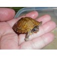 画像3: ガルフコーストハコガメ（S） (3)