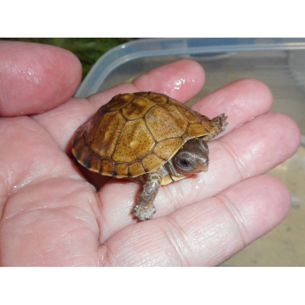 画像3: ガルフコーストハコガメ（S）