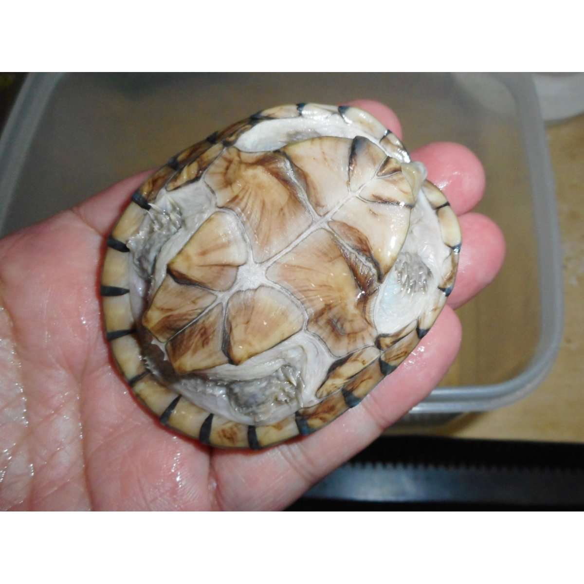 画像4: ミシシッピニオイガメ（メス）