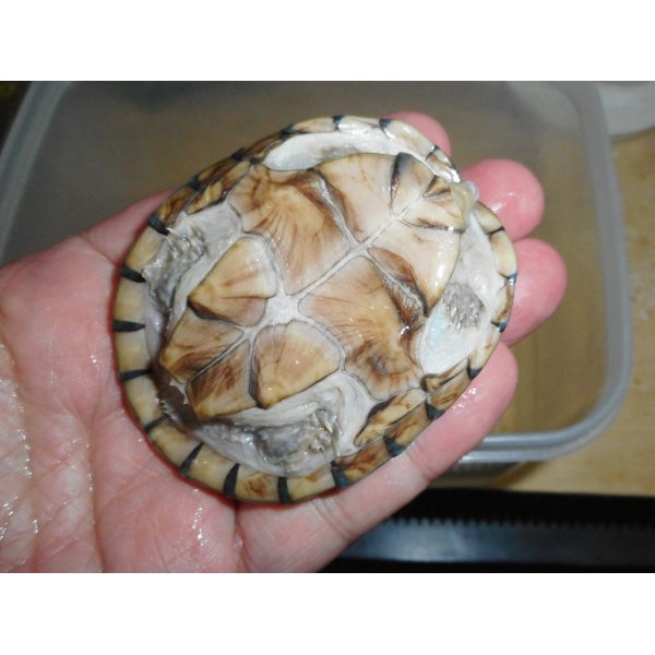 画像4: ミシシッピニオイガメ（メス）