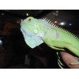 画像3: グリーンイグアナ (3)