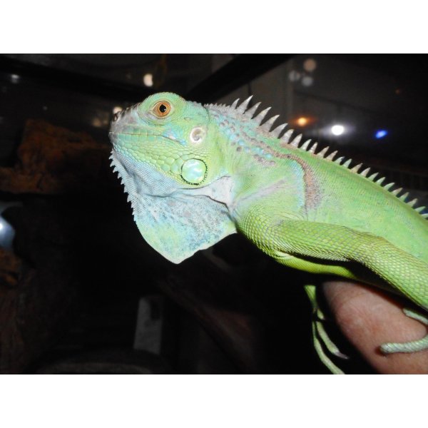 画像3: グリーンイグアナ