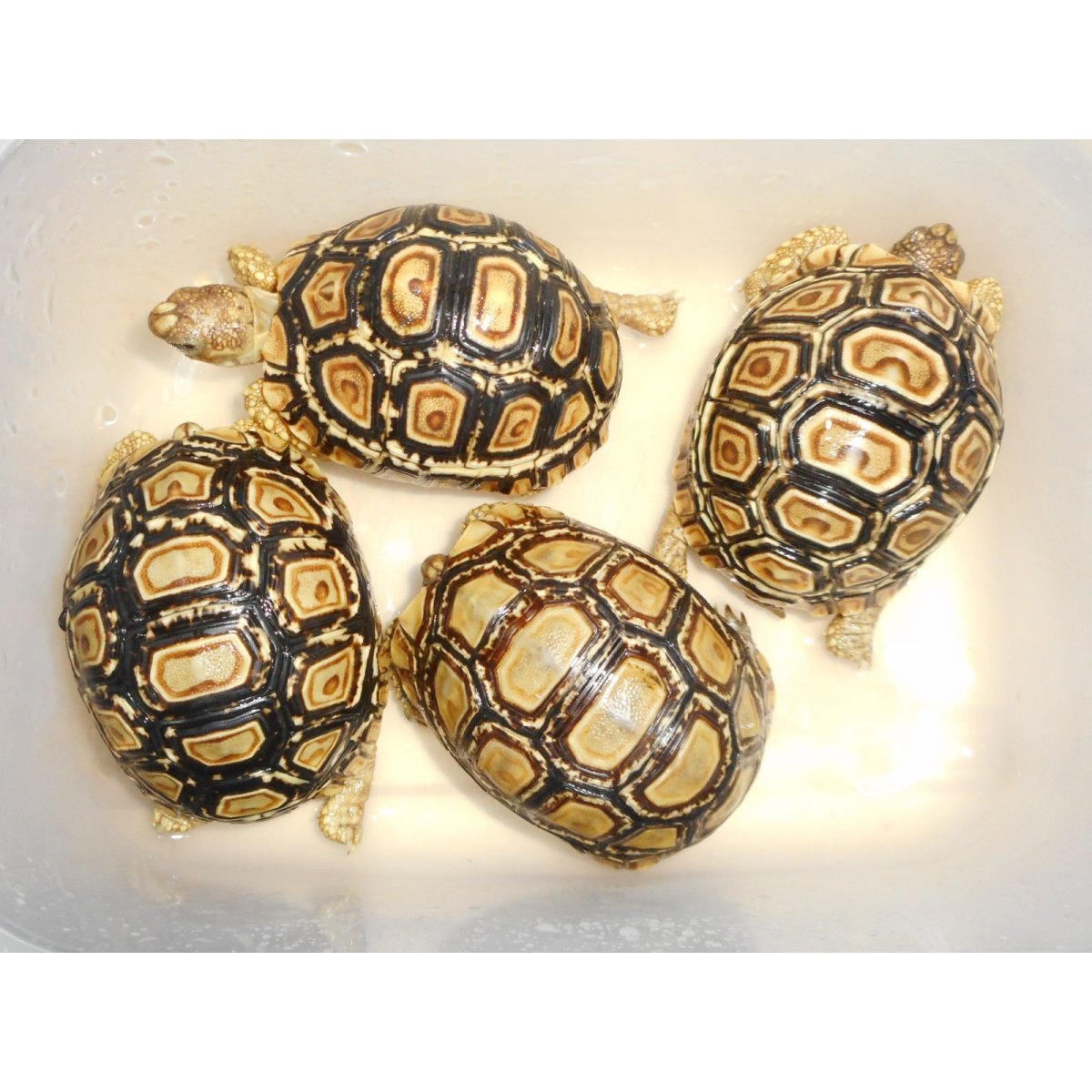 画像1: ヒョウモンガメ