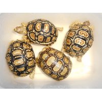 ヒョウモンガメ