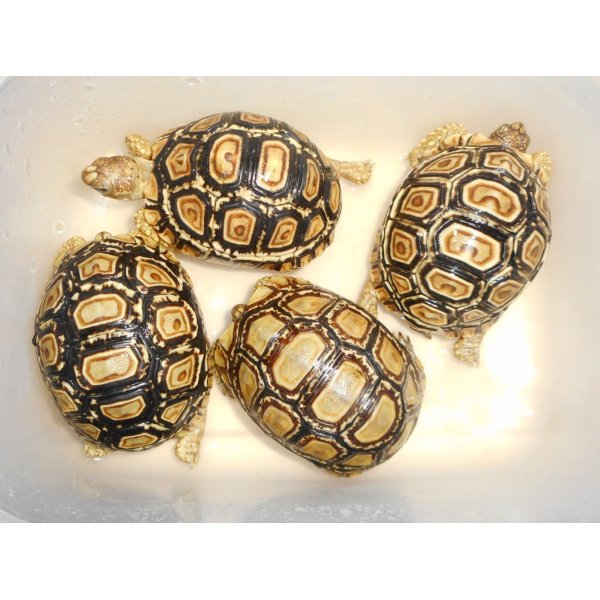 画像1: ヒョウモンガメ