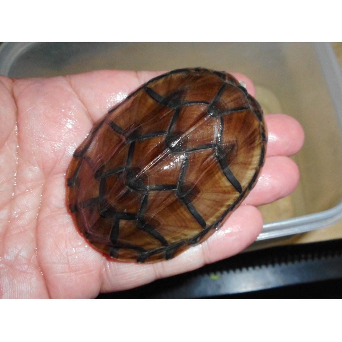 画像2: ミシシッピニオイガメ（メス）