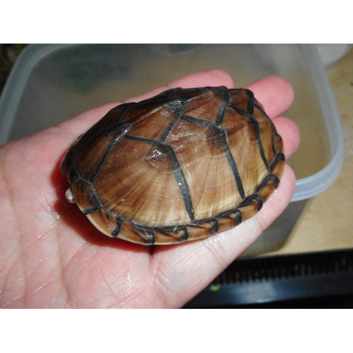 画像3: ミシシッピニオイガメ（メス）