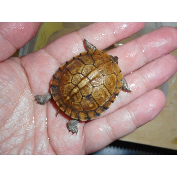 画像2: ガルフコーストハコガメ（S）