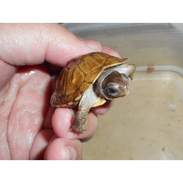 画像1: ガルフコーストハコガメ（S）