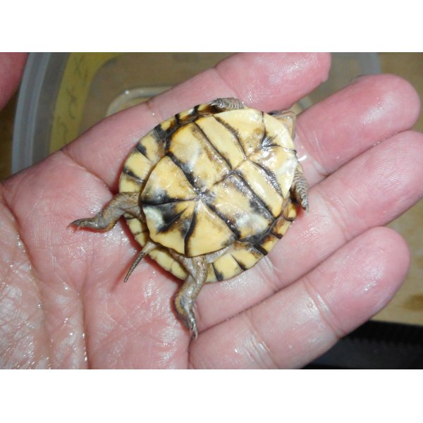 画像5: ガルフコーストハコガメ（S）