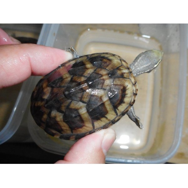 画像2: ミシシッピニオイガメ（オス）