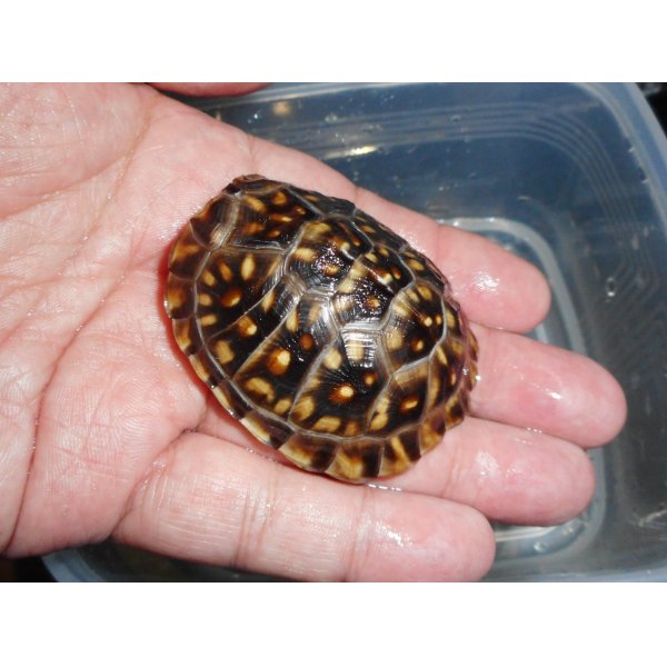 画像3: ミツユビハコガメ（SＭ）