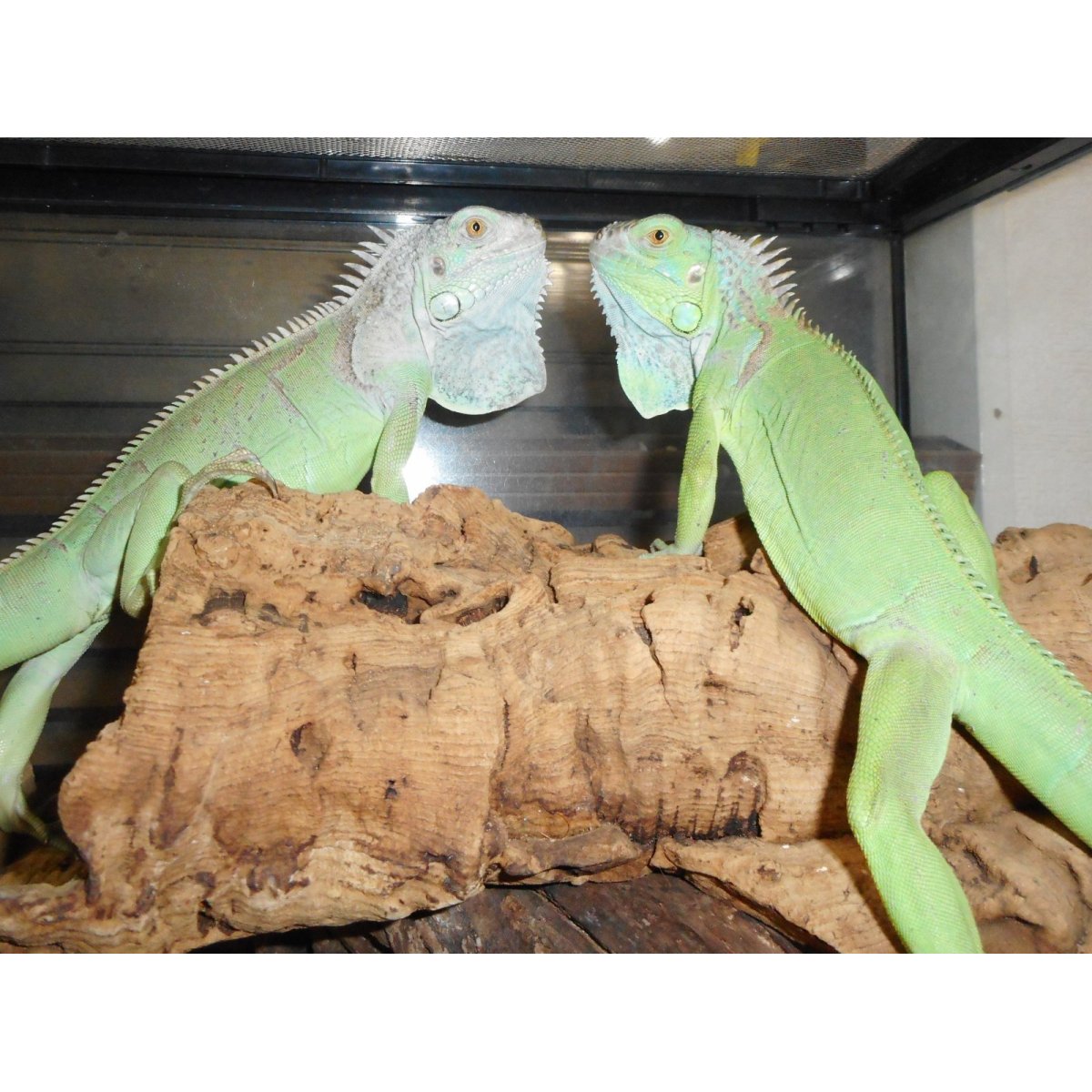 画像1: グリーンイグアナ