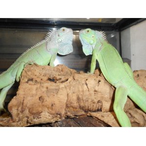 グリーンイグアナ