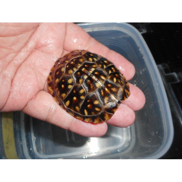 画像1: ミツユビハコガメ（SＭ）