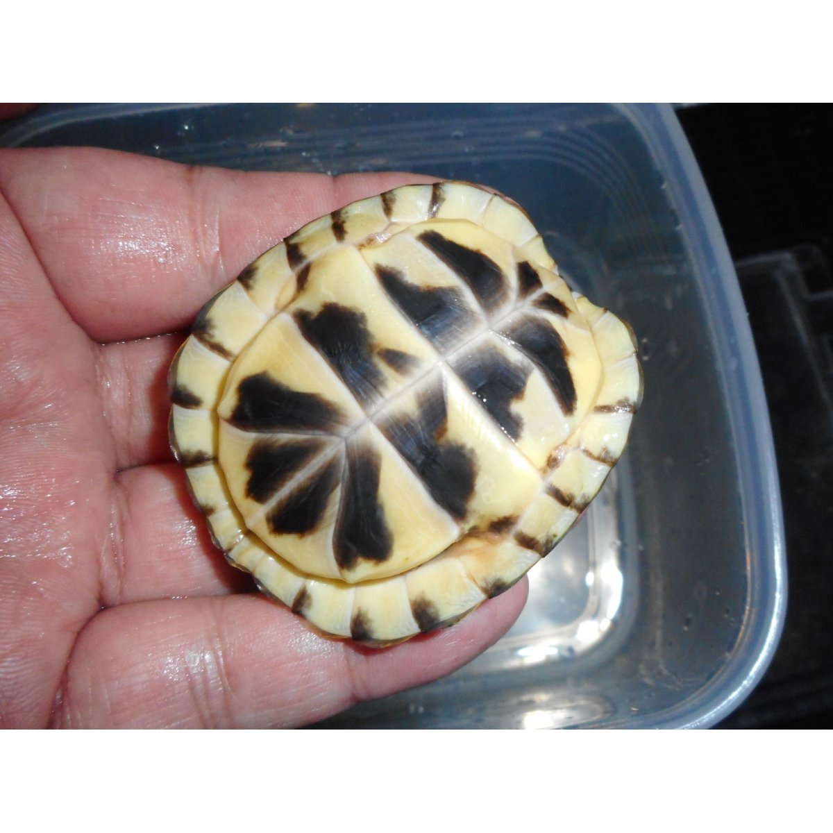 画像4: ミツユビハコガメ（SＭ）