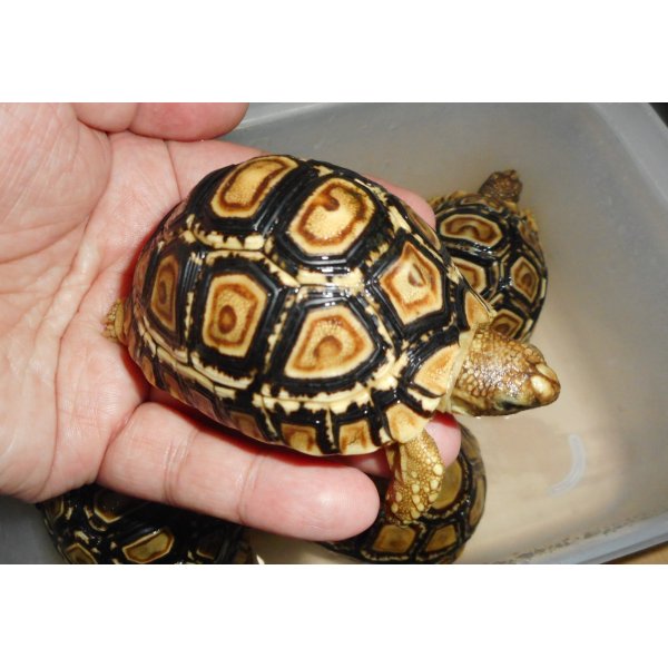 画像2: ヒョウモンガメ