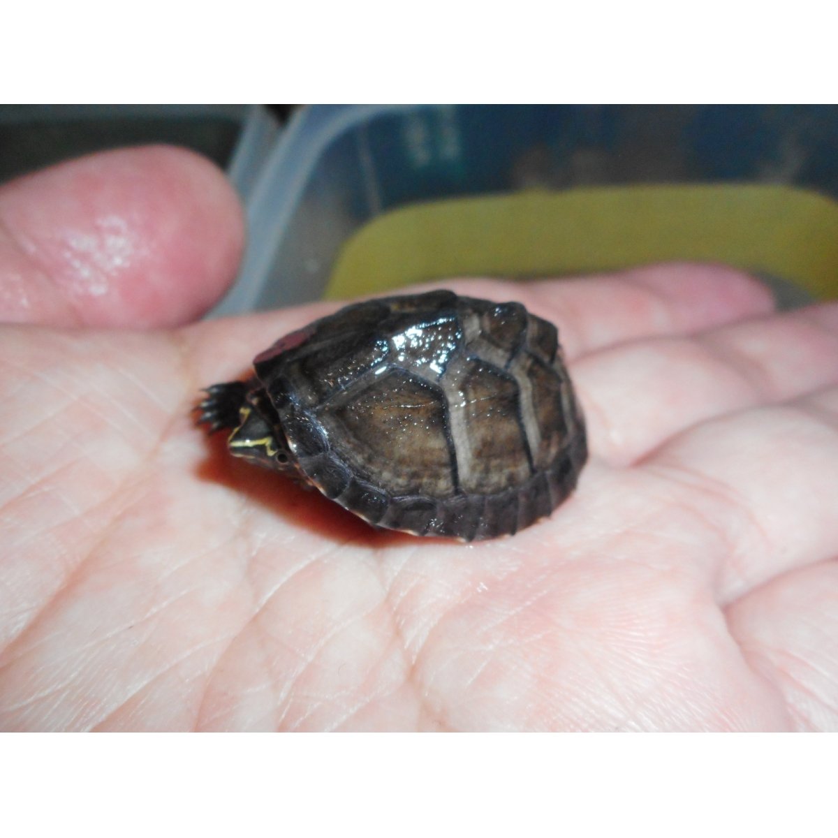 画像1: ミシシッピニオイガメ（S）