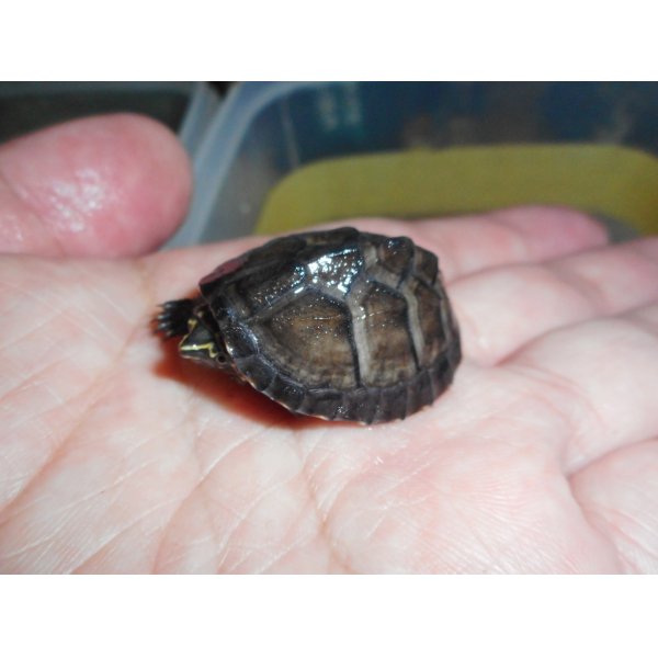 画像1: ミシシッピニオイガメ（S）