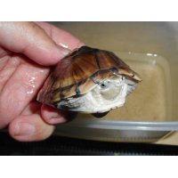 ミシシッピニオイガメ（メス）