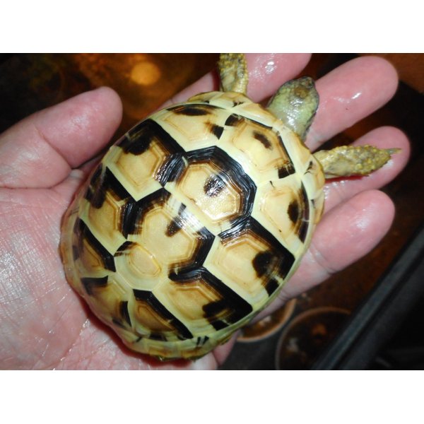 画像3: ヒガシヘルマンリクガメ（MS）