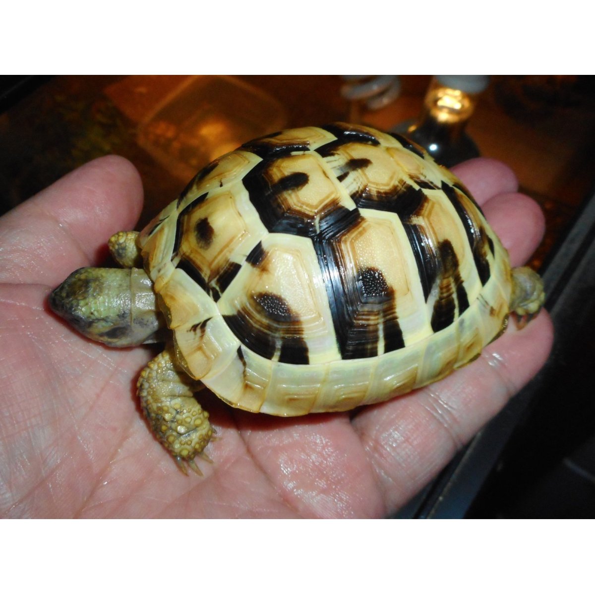 画像4: ヒガシヘルマンリクガメ（MS）