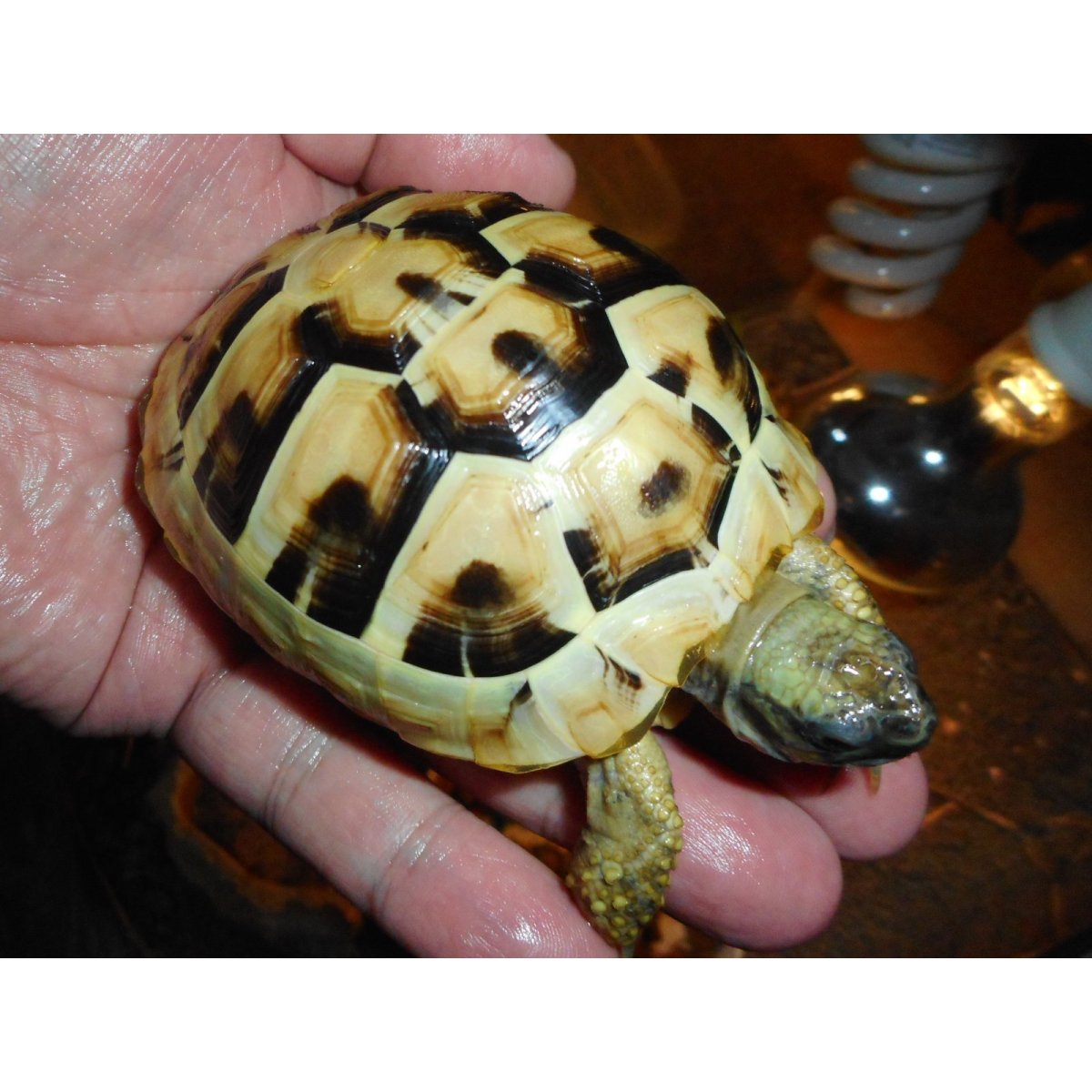 画像1: ヒガシヘルマンリクガメ（MS）