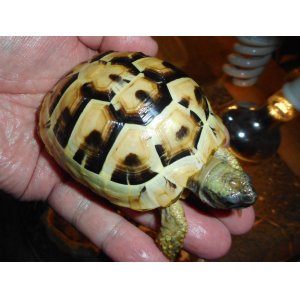 ヒガシヘルマンリクガメ（MS）