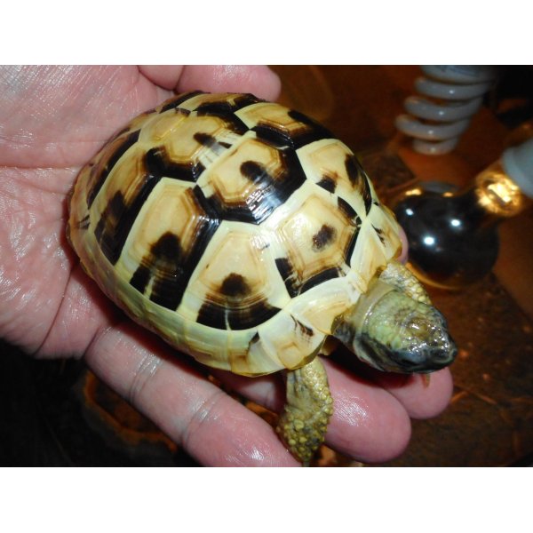 画像1: ヒガシヘルマンリクガメ（MS）