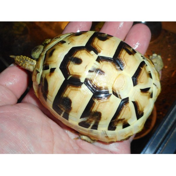 画像2: ヒガシヘルマンリクガメ（MS）