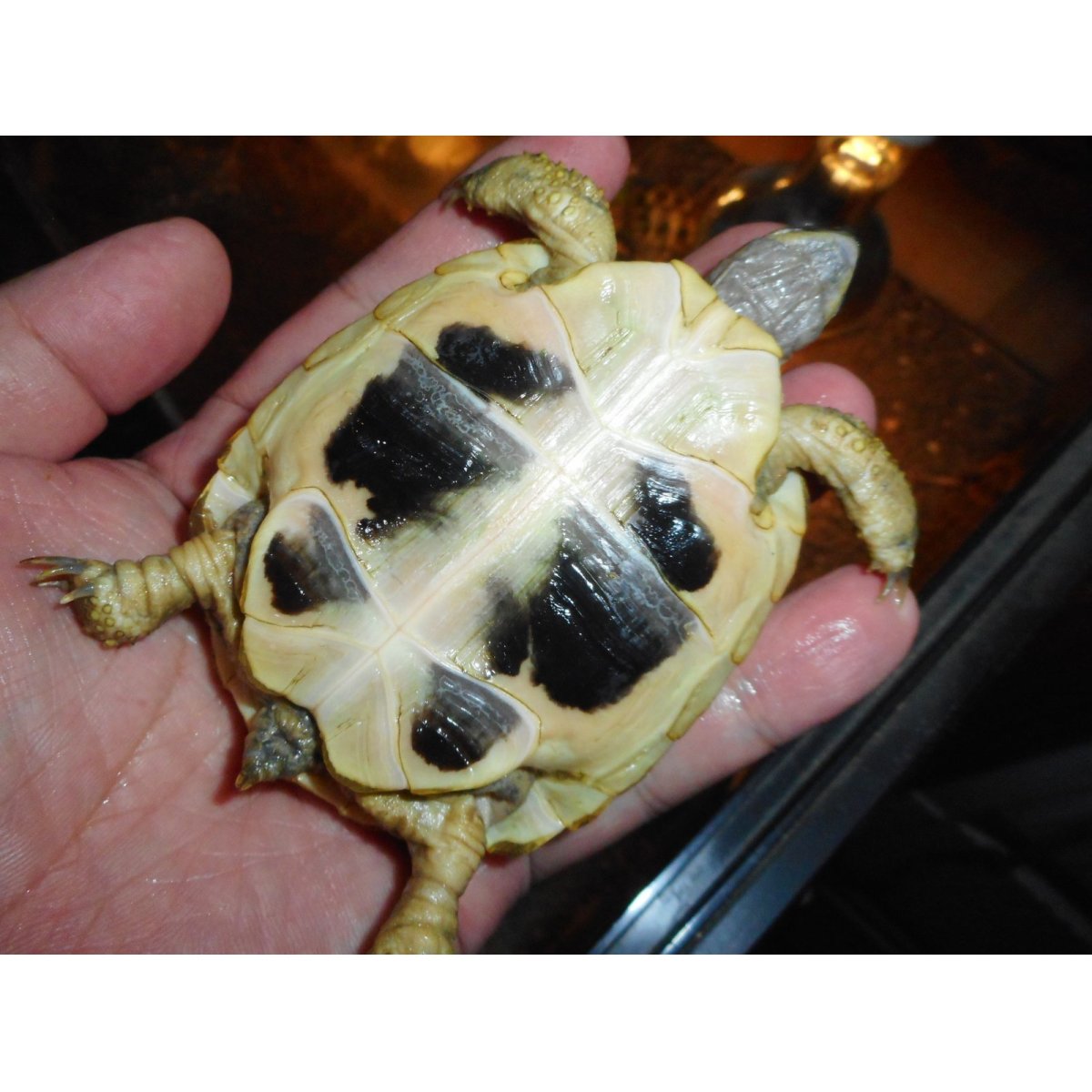 画像5: ヒガシヘルマンリクガメ（MS）