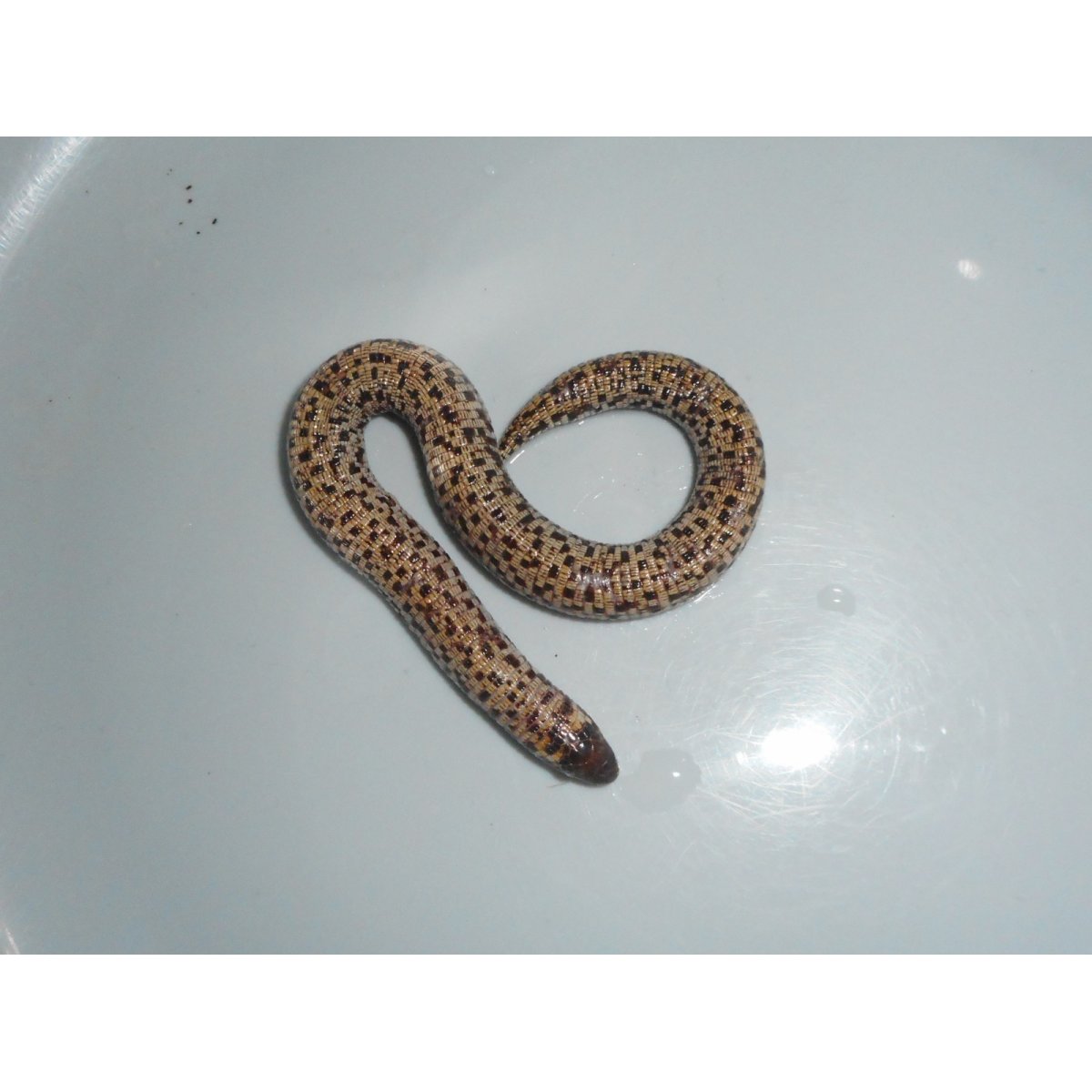 画像2: コモチミミズトカゲ