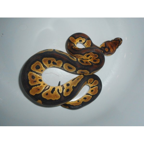 画像2: ボールパイソン（クラウン）