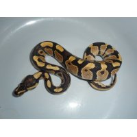 ボールパイソン（ファイア）