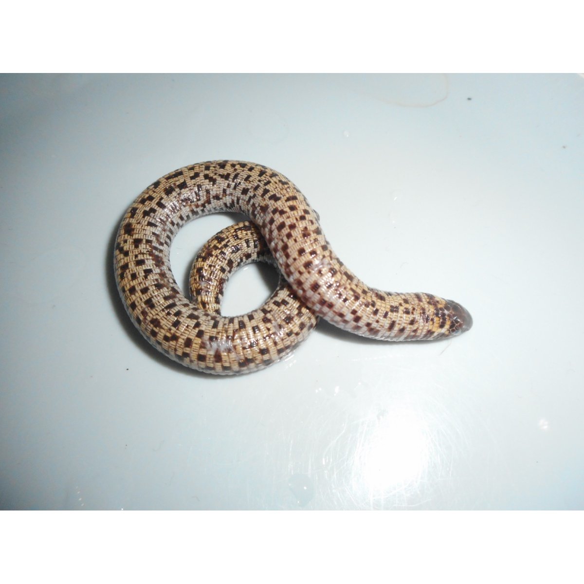 画像1: コモチミミズトカゲ