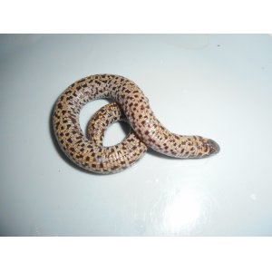 コモチミミズトカゲ