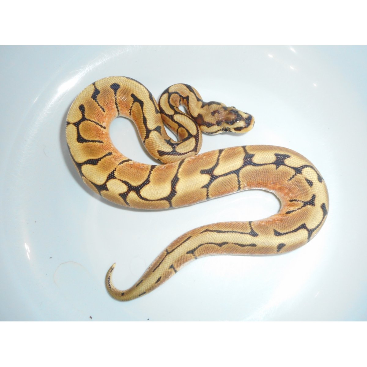 画像2: ボールパイソン（スパイダー）